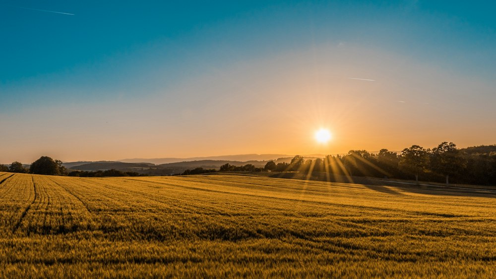 Florence fields